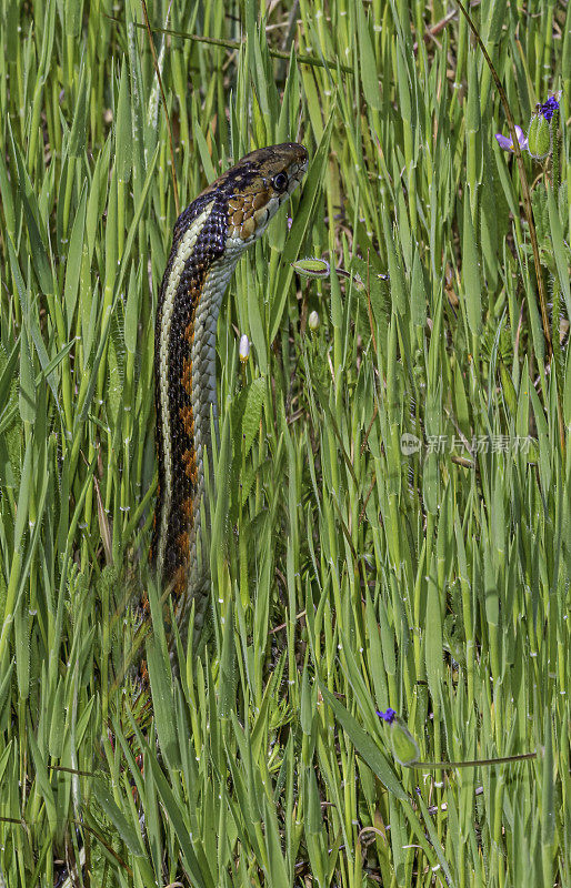 加州红边袜带蛇(thamnomemphis sirtalis infernalis)是普通袜带蛇的一个亚种。Pepperwood自然保护区;圣罗莎;加利福尼亚州索诺玛县
